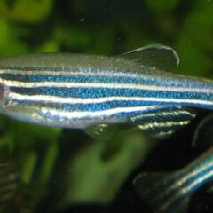 Zebra Danio (Danio rerio)