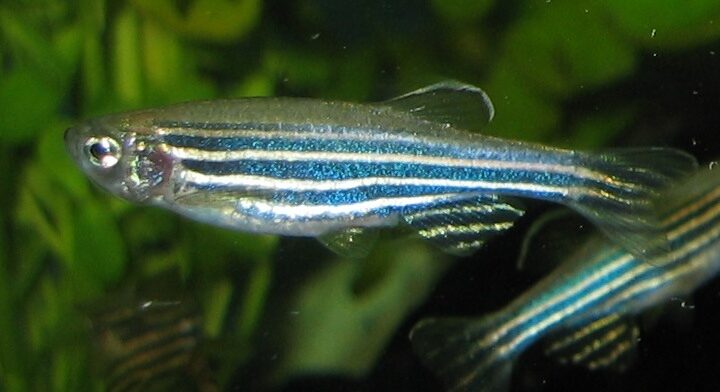 Zebra Danio (Danio rerio)