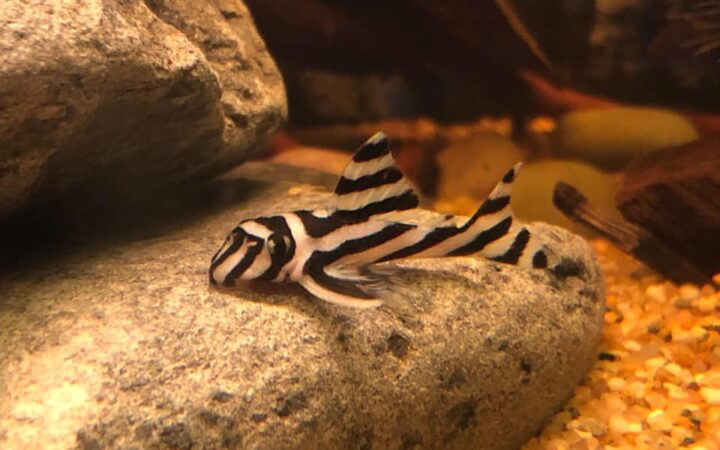 Zebra Pleco (Hypancistrus zebra)